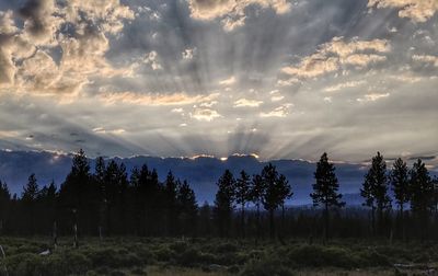 Trees on field against sky during sunset