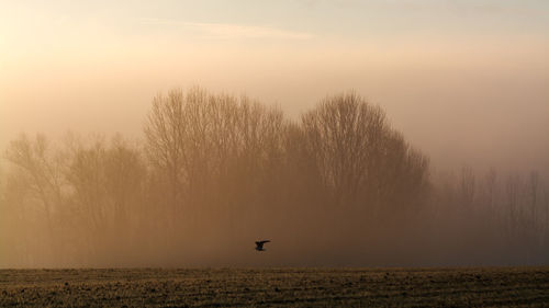 Bird flying over field during sunset