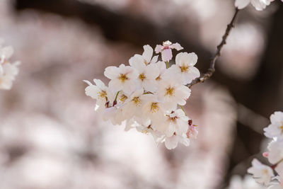 Close-up of cherry blossom