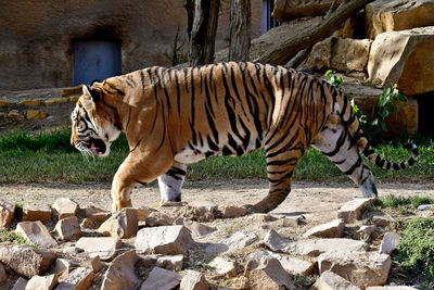 Zebras in a zoo