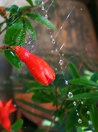 Close-up of wet spider web