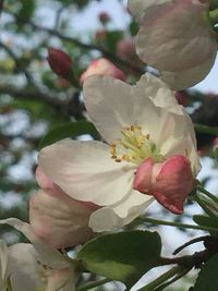 Close-up of blooming tree