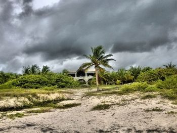 Palm trees against cloudy sky