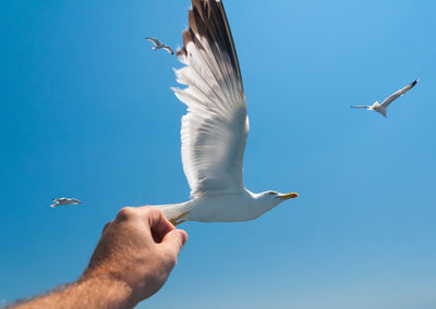 Low angle view of seagull flying