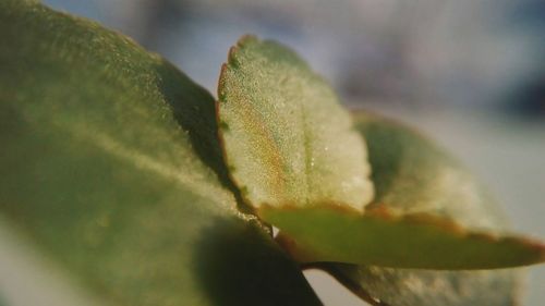 Close-up of plant