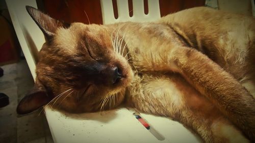 Close-up of cat relaxing on floor