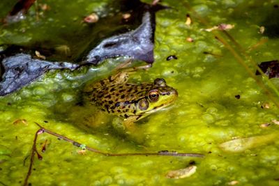 Close-up of frog in lake