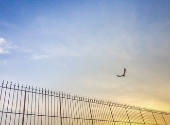 Low angle view of birds flying against sky