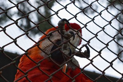 Close-up of bird in cage at chainlink fence