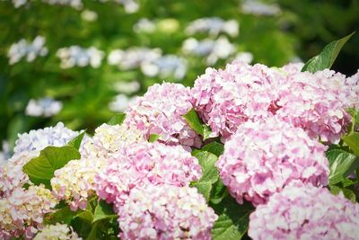 Close-up of pink hydrangea flowers