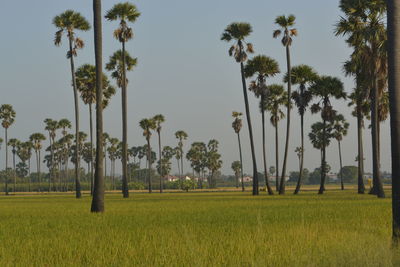 Palm trees on field against sky