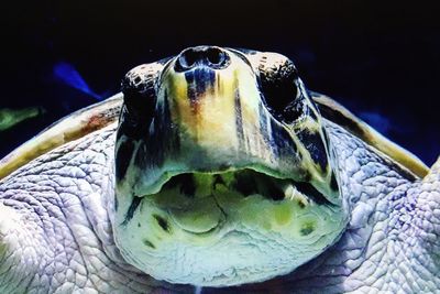 Close-up of turtle in sea