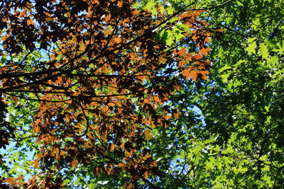 Low angle view of trees