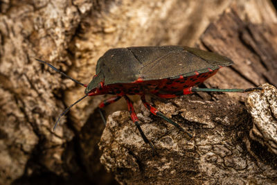 Close-up of butterfly on rock