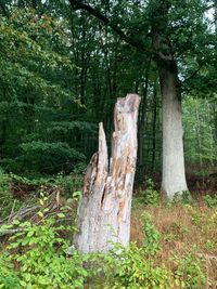 Trees growing in forest