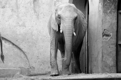 Elephant against wall at zoo