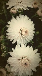 Close-up of white flowers blooming outdoors