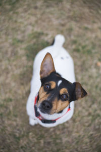 Close-up portrait of dog on field