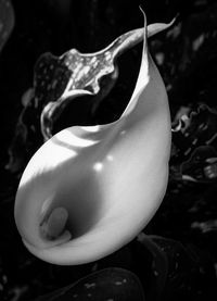Close-up of fresh white flower