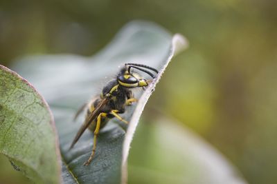 Close-up of insect on leaf