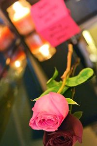 Close-up of pink flowers