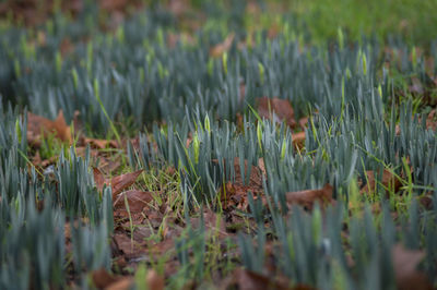 Plants growing on field