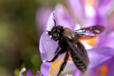 Close-up of insect on purple flower