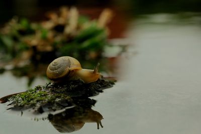 Close-up of snail