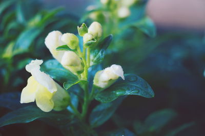 Close-up of flower