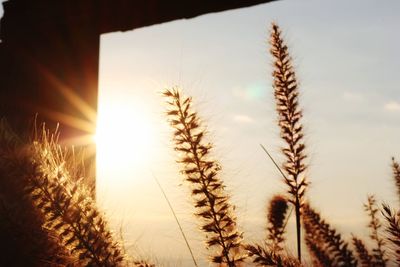 Close-up of stalks against sky at sunset