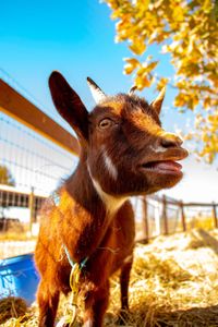Close-up of a squirrel