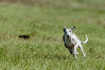Dog running in green field and chasing lure at full speed on coursing competition straight on camera