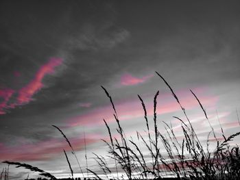 Low angle view of silhouette plants against sky during sunset