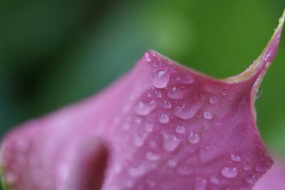 Close-up of raindrops on pink rose