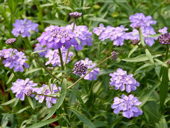 Close-up of purple flowering plants