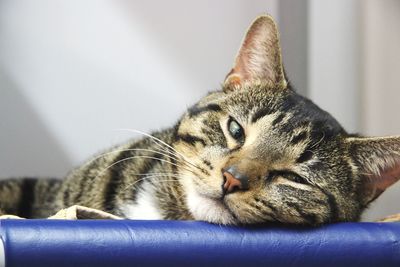 Close-up portrait of cat on sofa at home