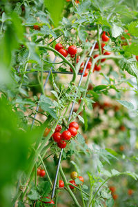 Close-up of red flowering plant