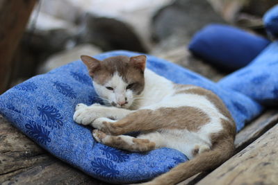 Close-up of a cat sleeping