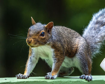 Close-up of squirrel