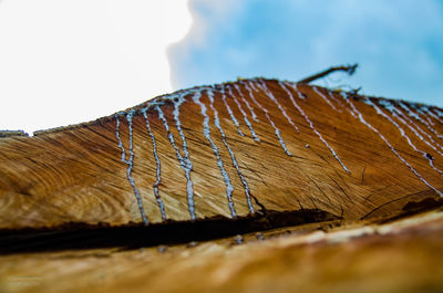 Low angle view of wood against sky
