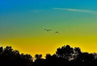 Silhouette of trees at sunset