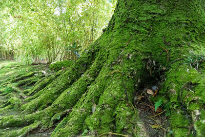 View of trees in forest