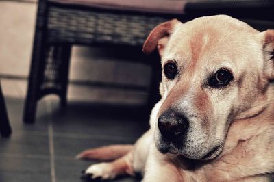 Close-up portrait of dog