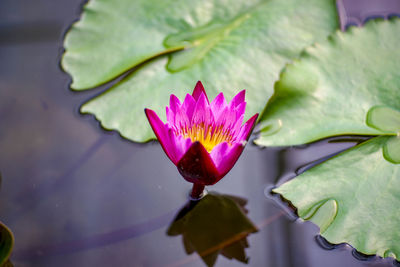 Close-up of lotus water lily in pond
