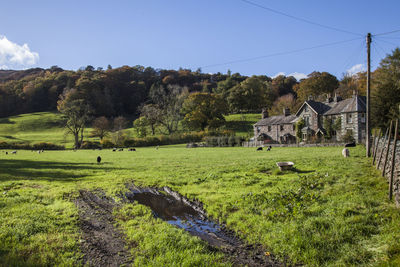 Trees and houses on field against sky