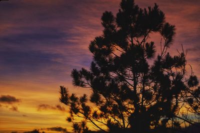 Low angle view of silhouette trees against dramatic sky