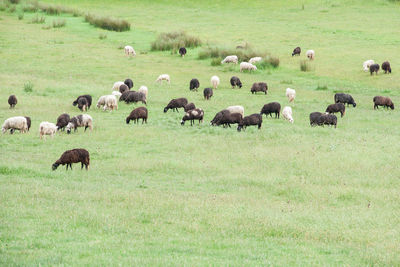 Flock of sheep grazing in grassy field