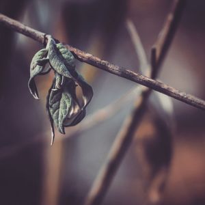 Close-up of dry leaves on branch