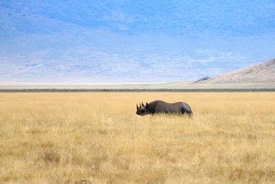 Side view of horse on landscape