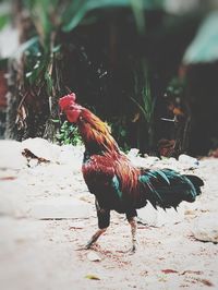 Rooster in a field